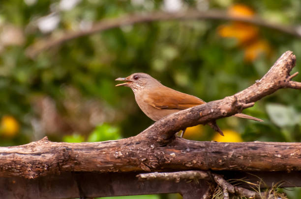 istock Beautiful Pale-breasted Thrush bird (Turdus leucomelas) 2180524460