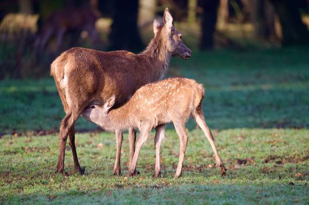 istock Red deer calf suckling from mum deer 2180526001