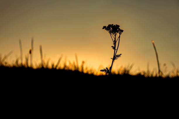 A wildflower silhouetted in the late evening sunset.