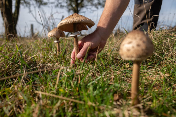 Wild edible mushrooms growing in grassland in the autumn, in England