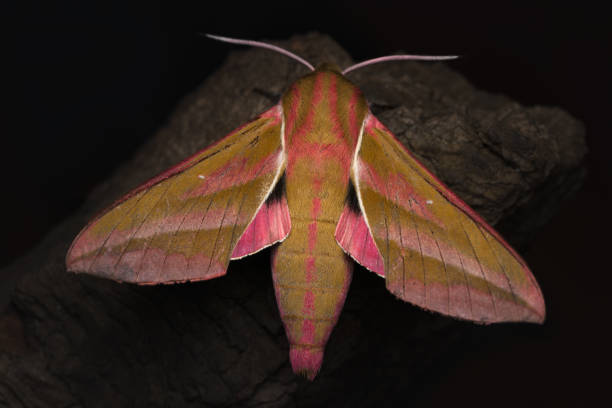 istock Deilephila elpenor, the elephant hawk moth.  Belgium 2180529094