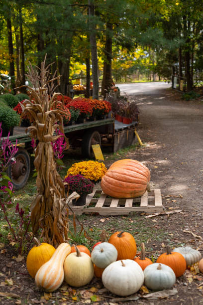 istock harvested pumpkins on the ground 2180531083