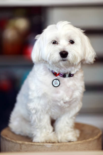 istock a cute face of a Maltese dog 2180531160