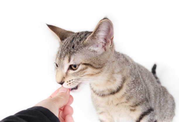 istock Cute kitty eating treat from owners hand. 2180532316