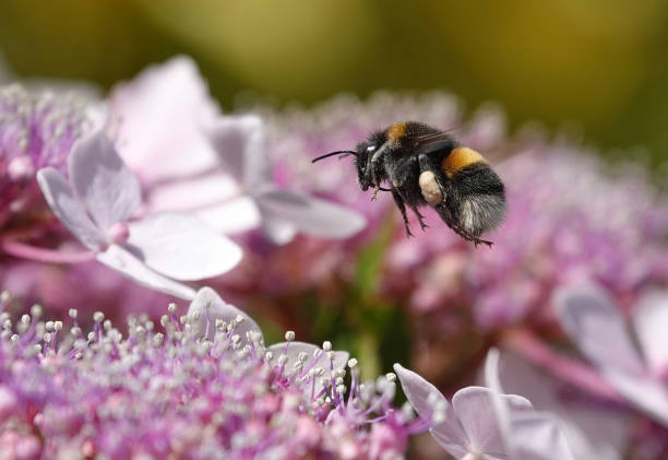 A bumblebee in flight above hydrangea flowers in summer.