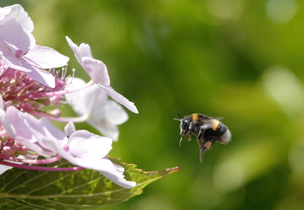 A bumblebee flying in a garden towards a hydrangea plant.