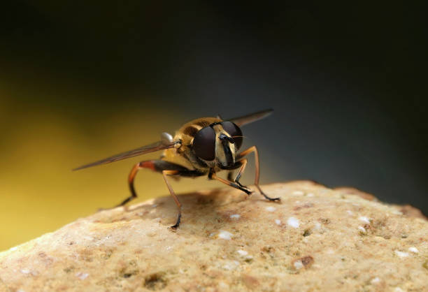 A hoverfly in the wild.