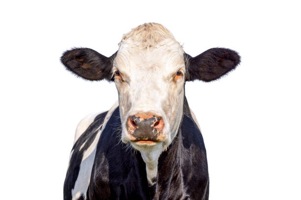 istock Cow head portrait, fleckvieh looking, black and white, blue background 2180533333