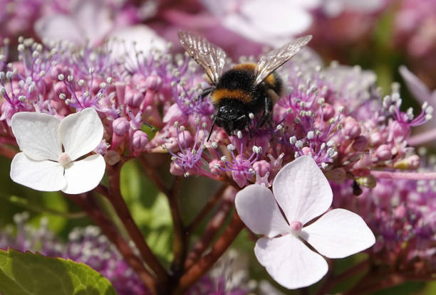 A bumblebee busy at work collecting pollen from garden flowers.