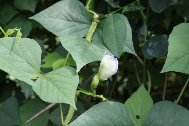 istock Close-up of fresh winged bean pod and flower. 2180534146
