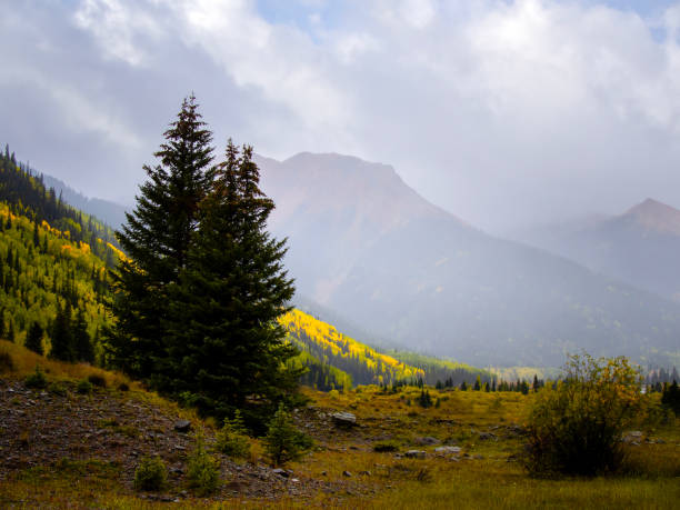 Fall season of aspen trees in Colorado. Yellow blanket covers the mountain region. High Rockies in the distance.