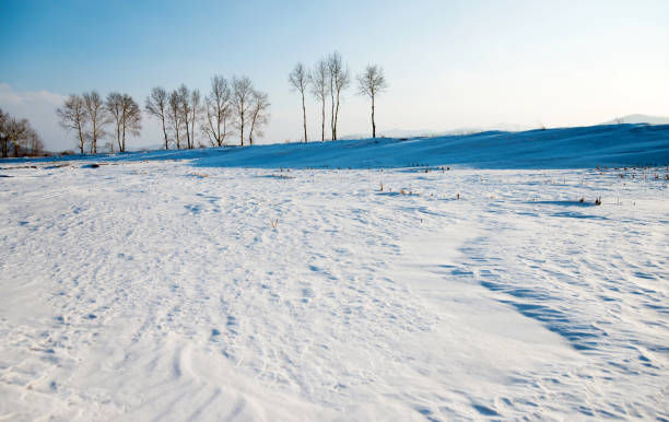 single tree standing in large field with snow in winter with gray sky behind winter landscape