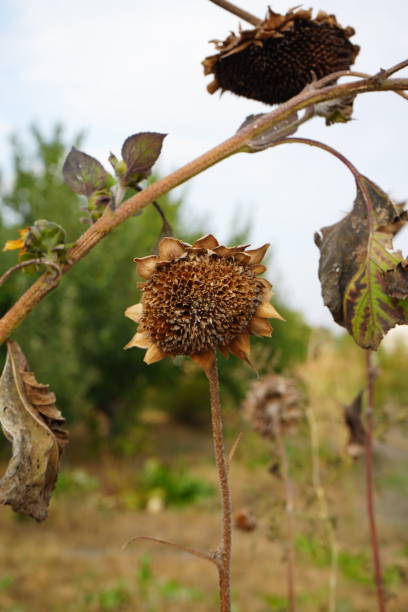 istock The image shows a close-up of a dried sunflower 2180536209