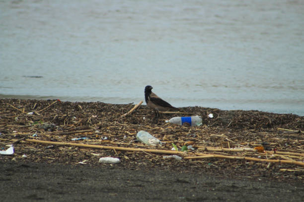 istock A carrion crow among the garbage by the river. Concept related to environmental pollution. 2180536824
