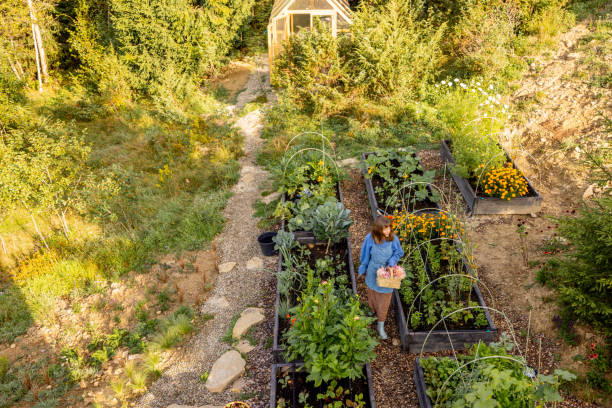 istock Morning Harvest in the Garden 2180537023