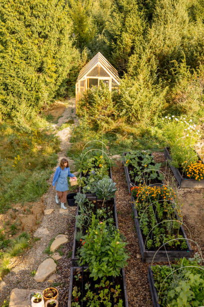 istock Morning Harvest in the Garden 2180537106