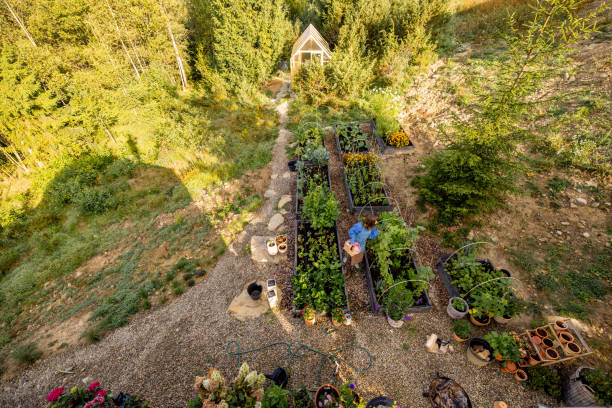 istock Morning Harvest in the Garden 2180537131