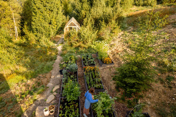 istock Morning Harvest in the Garden 2180537180
