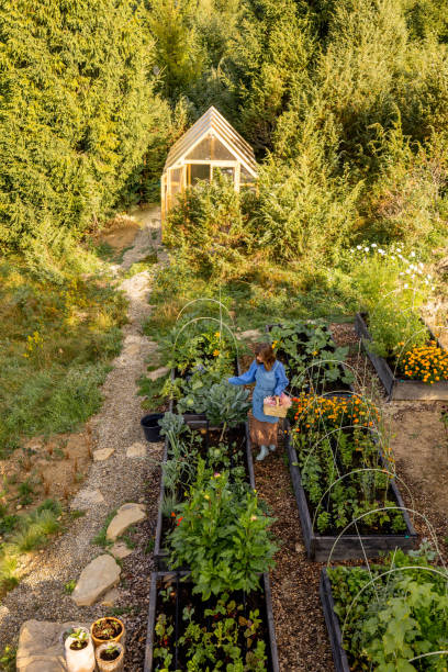 istock Morning Harvest in the Garden 2180537288
