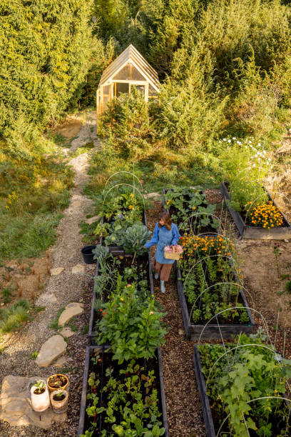 istock Morning Harvest in the Garden 2180537333