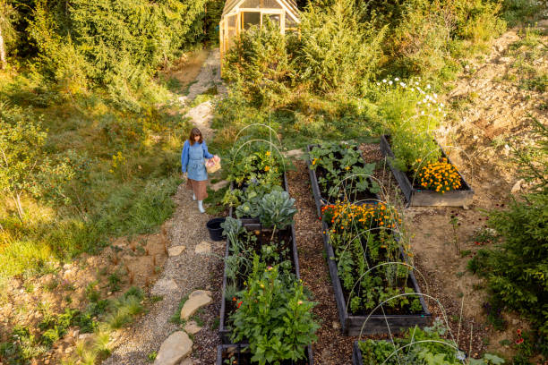 istock Morning Harvest in the Garden 2180537495