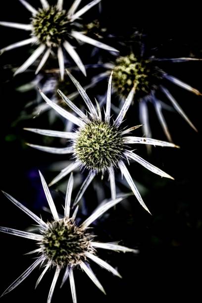 istock Thistles in the flower borders at Hidcote Manor, Gloucestershire 2180538455