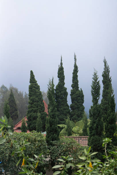 Close-up of mid section of tall pine trees in fog with copy space.
