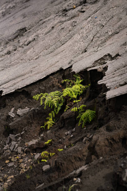 istock A young fern breaks through solidified lava 2180540703