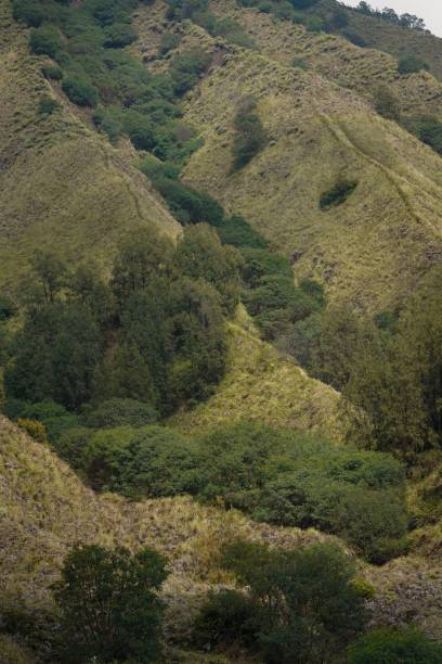 istock Close up of Tengger mountain covered with forest 2180540709