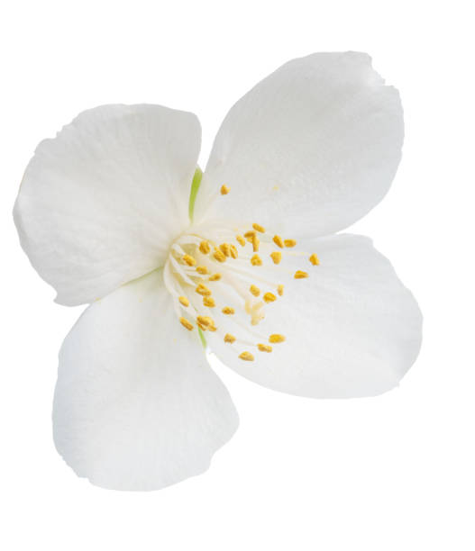 istock Delicate jasmine flower isolated on white background. File contains clipping path. 2180541425