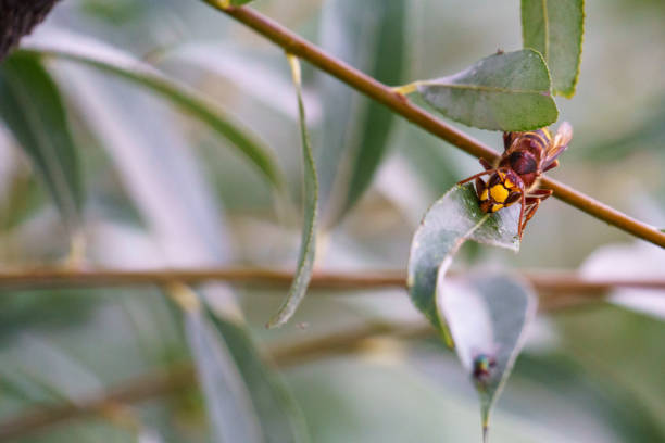 A large european hornet sitting on the leaf of a willow tree drinking the sweet syrup after biting into the leaf