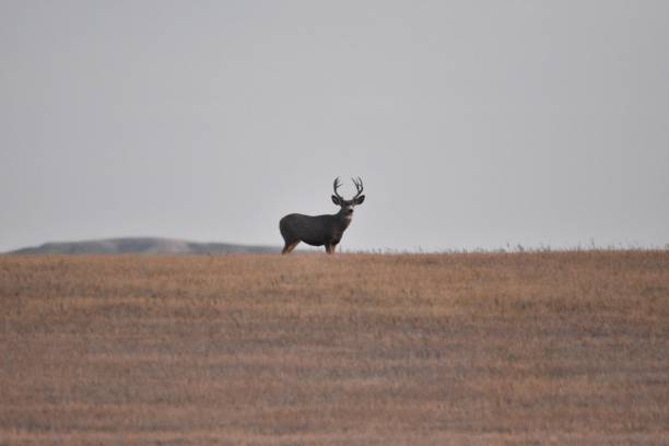 istock Montana 10/24 wildlife 2180542106
