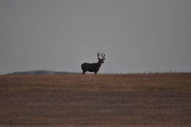 istock Montana 10/24 wildlife 2180542111