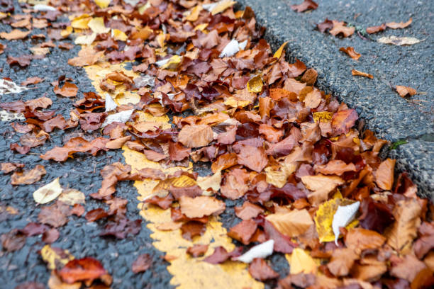 Fallen leaves on pavement floor during autumn season natural background. With copy space. Autumn background.