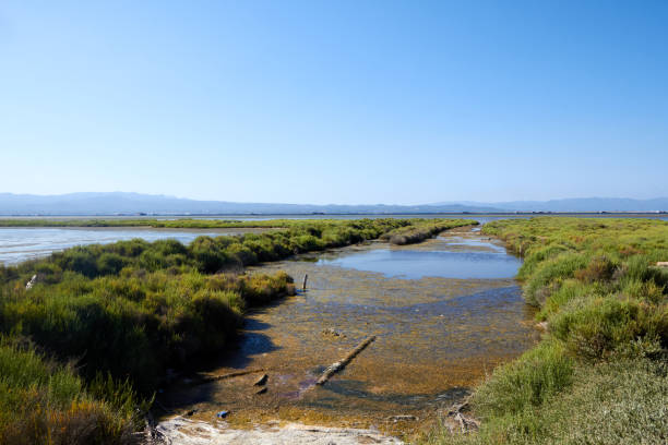 istock Serene Wetland Landscape 2180544683