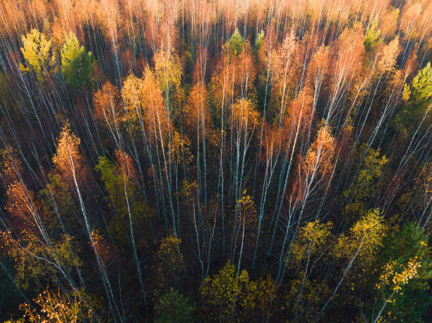 istock Photo background view from drone, autumn birch forest. 2180545657
