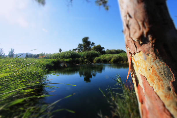 Immerse yourself in the serenity of a peaceful riverbank captured in this beautiful image. The foreground showcases the textured bark of a eucalyptus tree, leading the eye towards the calm waters reflecting the vibrant greenery and distant hills. This enchanting scene evokes a sense of tranquility and connection with nature, making it perfect for use in wellness articles, environmental campaigns, or nature-themed decor. Ideal for promoting outdoor adventures or mindfulness retreats, this photograph encapsulates the beauty of untouched landscapes.