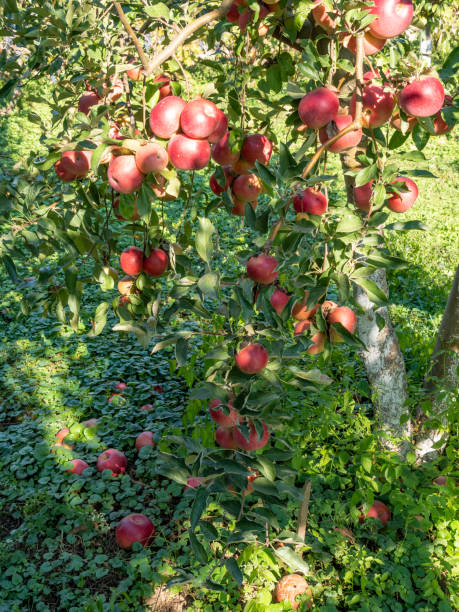 istock red apples in the garden in autumn 2180546722