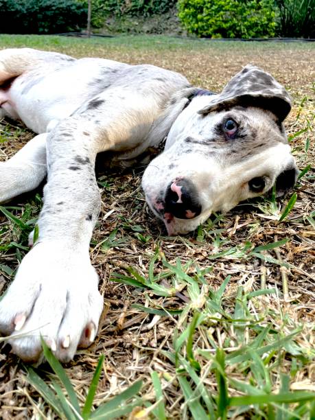 istock Great dane puppy at a garden 2180548823