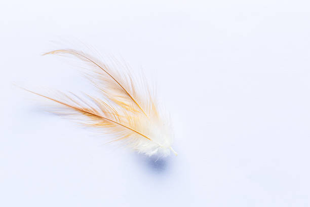 Brown feather isolated on white background,brown feather of a hen on a white background