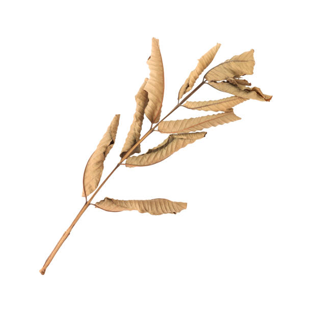 istock Close up a beautiful dry guava leaves branch 2180550403