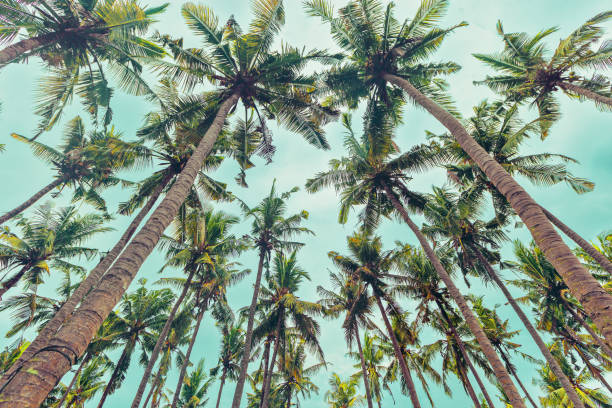 istock Tropical Palm bottom view as Nature pattern, Coconut Palm trees view from below with soft blue sky background, summer vibe, aesthetic nature atmospheric landscape, vivid colors, light sunlight 2180551933