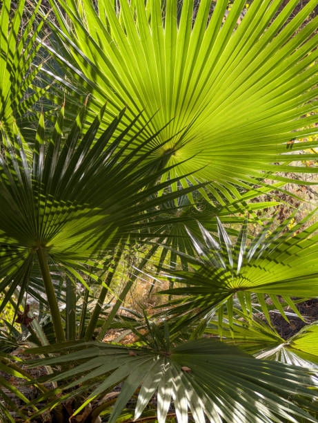istock Fan Palms in Murray Canyon, Palm Springs, California 2180554043