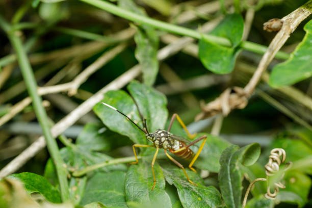 istock Mburucuya bug (holhymenia histrio) on a Mburucuya plant (Passiflora caerulea). 2180557828