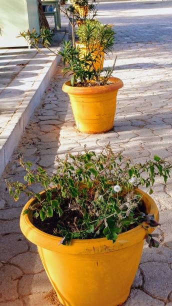istock orange Clay pots and green plants. 2180557933