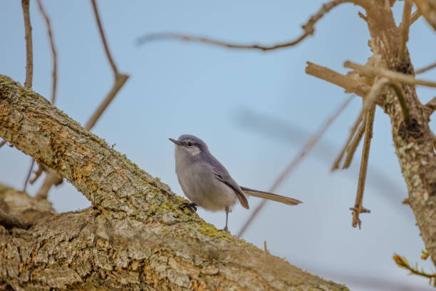 istock Female Masked Gnatcatcher (Polioptila dumicola) perched on a tree branch. 2180557967