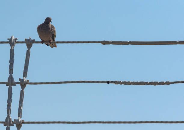 Dove perched on electrical wires. Blue sky as background.