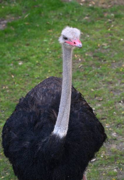 istock Ostrich close-up with green background. 2180559709