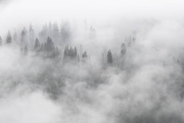 istock Mystical foggy forest with tall pines. 2180559743