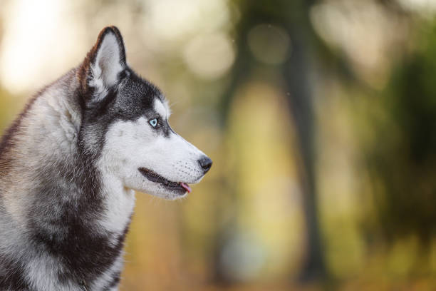 istock A spirited husky dog surrounded by vibrant autumn foliage. 2180561898